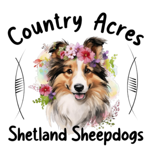 Country Acres Shetland Sheepdogs