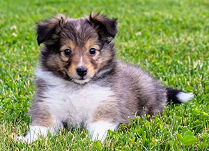 Country Acres Shetland Sheepdogs